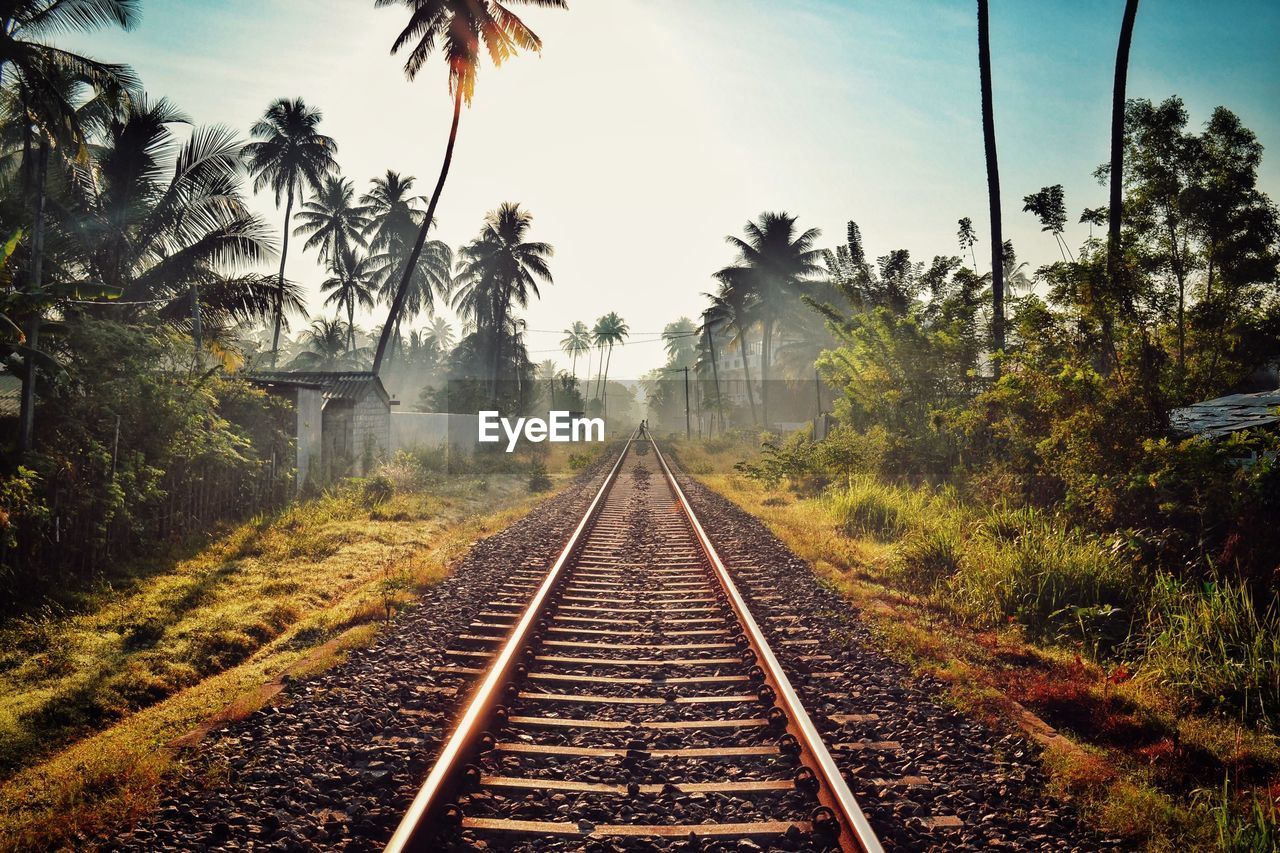 RAILWAY TRACKS ALONG TREES