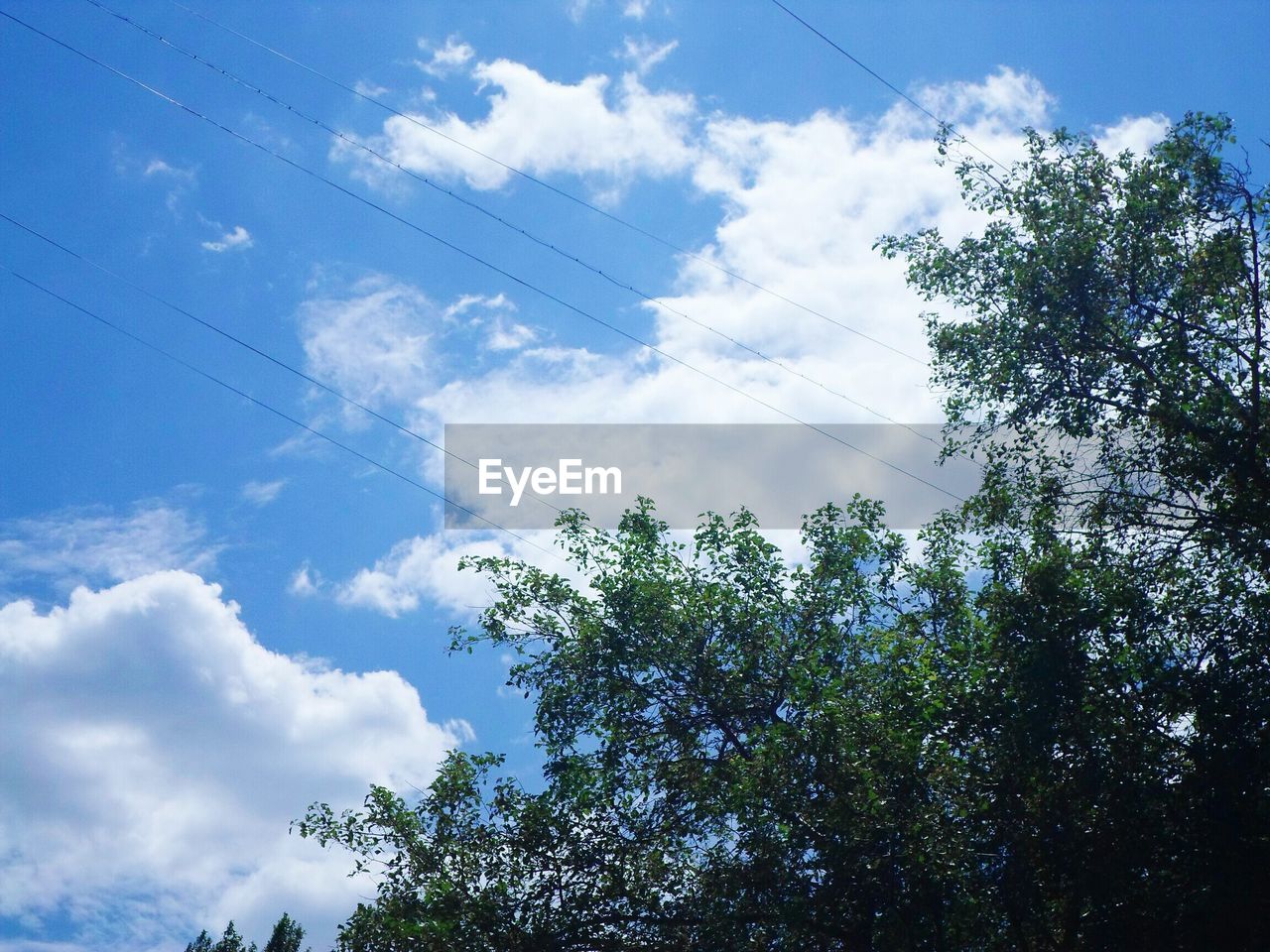 LOW-ANGLE VIEW OF TREES AGAINST SKY