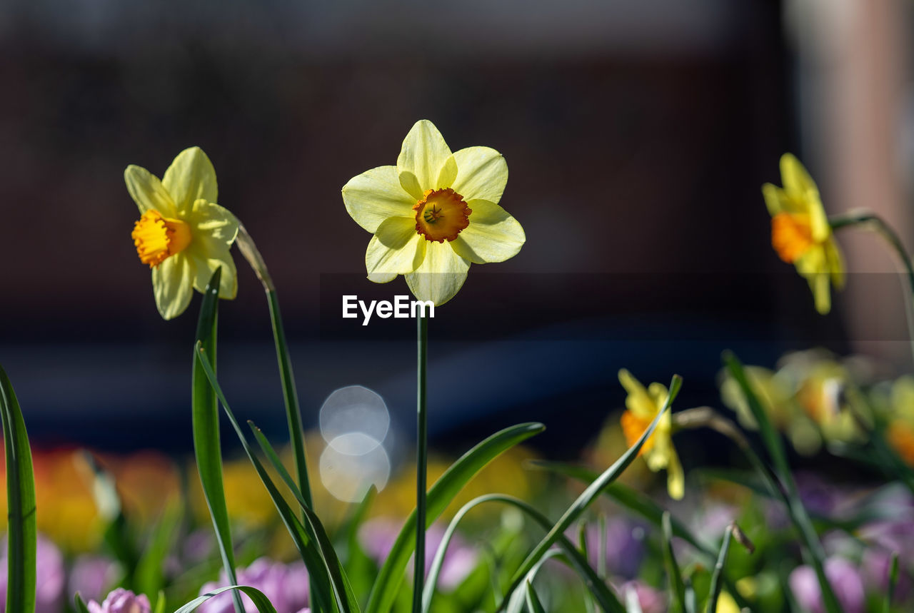 Close-up of yellow flowering plant