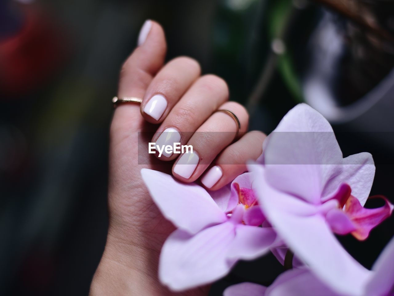 Close-up of hand on purple flowering plants