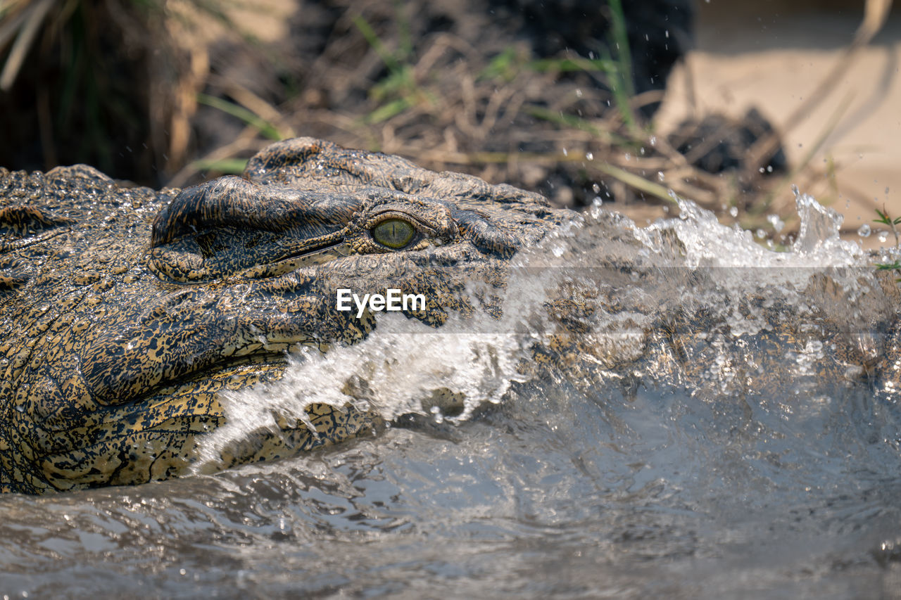 close-up of crocodile on rock