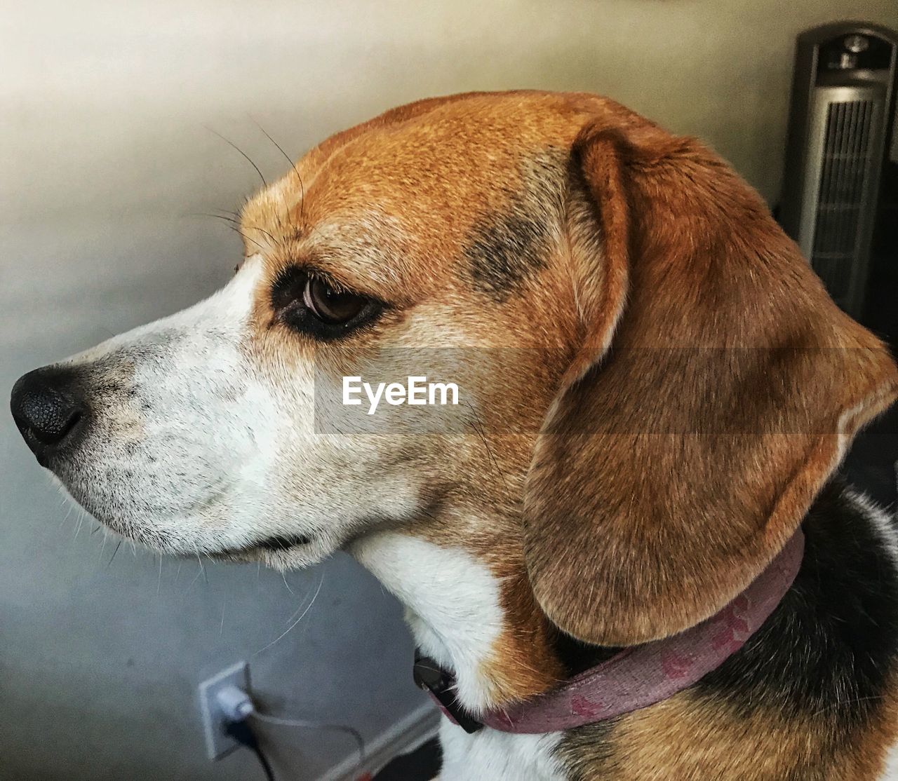 Close-up of a dog looking away