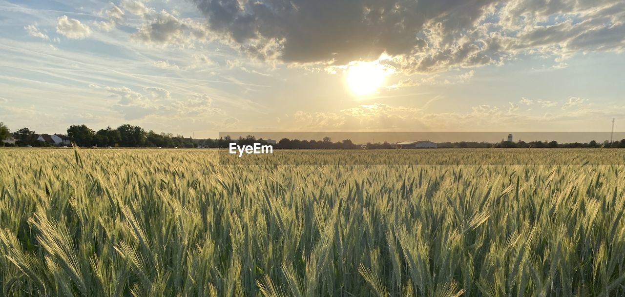 landscape, field, agriculture, sky, crop, cereal plant, plant, rural scene, land, environment, barley, cloud, nature, food, wheat, growth, beauty in nature, sunset, farm, scenics - nature, food grain, sunlight, summer, horizon, no people, tranquility, sun, rye, grass, gold, tranquil scene, food and drink, prairie, outdoors, idyllic, corn, horizon over land, urban skyline, plain, abundance, emmer, hordeum, sunbeam, grassland, harvesting, triticale, back lit, dusk, rural area, dramatic sky, lens flare, day, blue, cloudscape, tree, twilight, non-urban scene