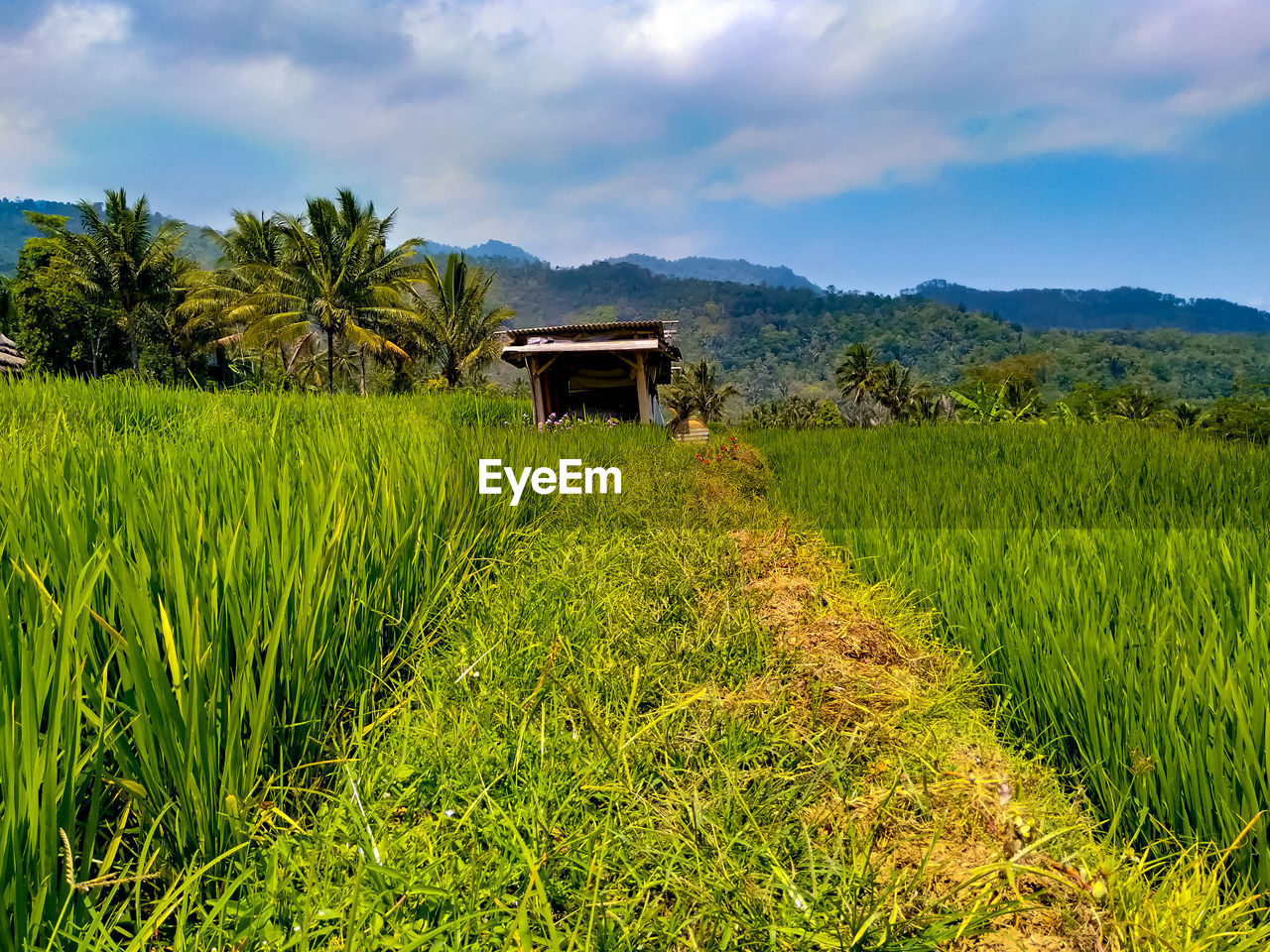 SCENIC VIEW OF AGRICULTURAL FIELD