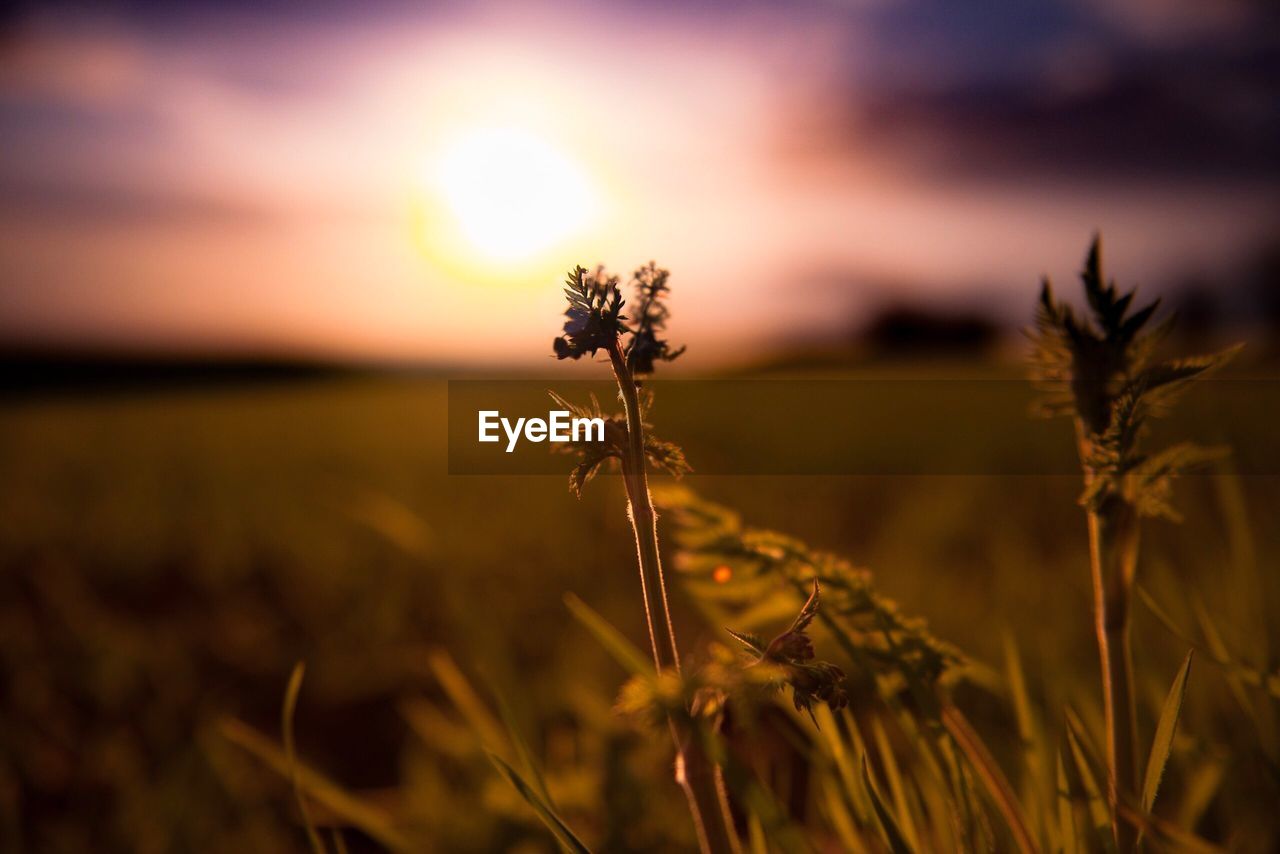 Close-up of wheat growing on field against sky at sunset