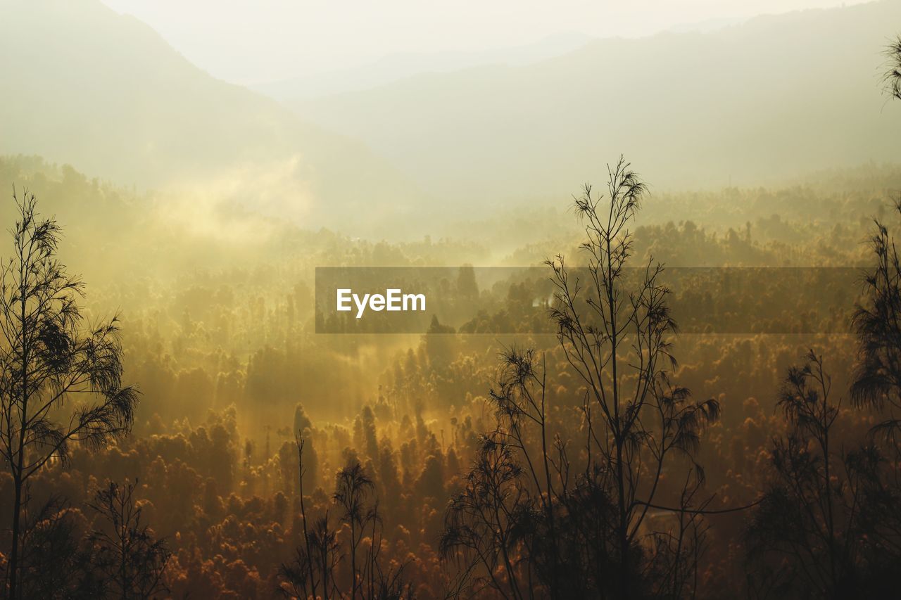 Panoramic shot of trees and plants against sky