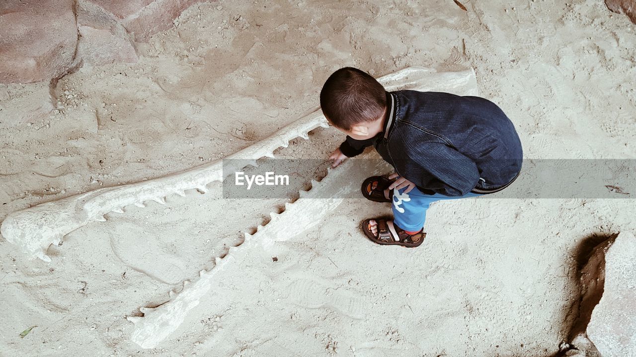High angle view of boy touching fossil on sand