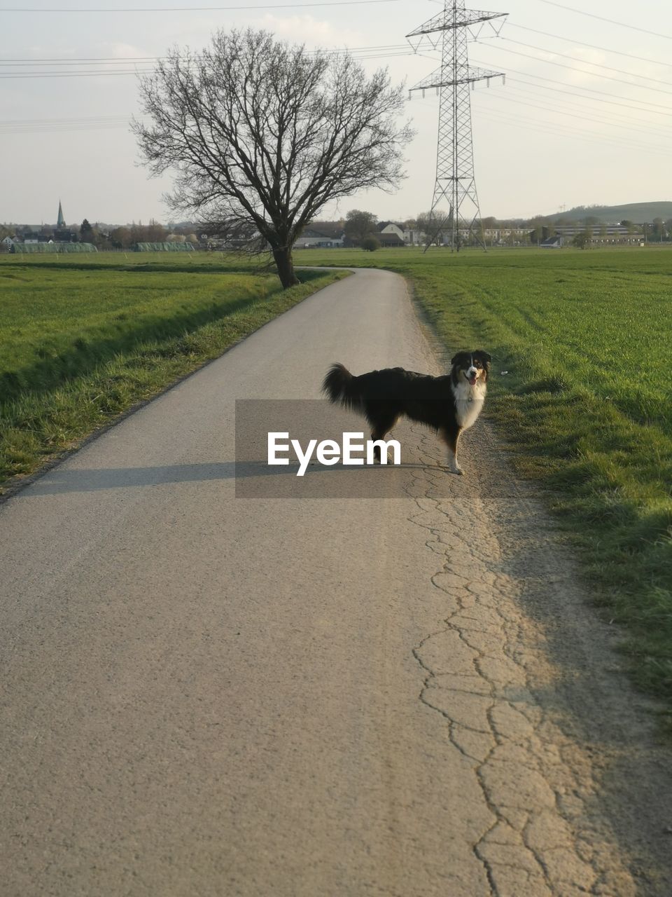 View of dog on road