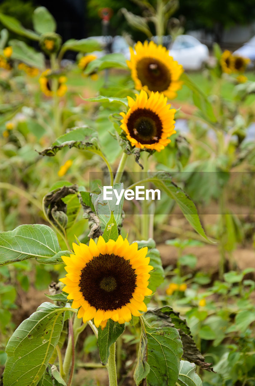 SUNFLOWER BLOOMING OUTDOORS