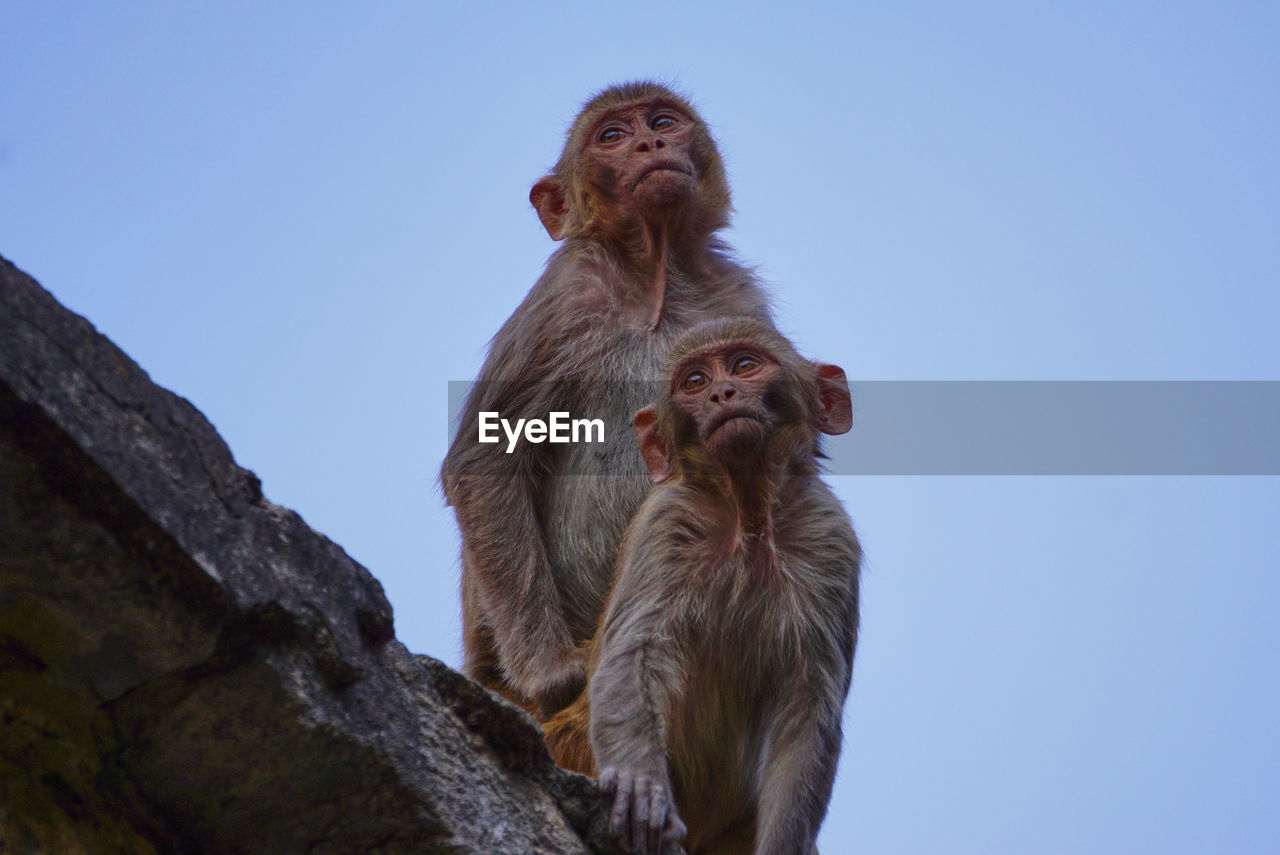 LOW ANGLE VIEW OF MONKEY AGAINST CLEAR SKY