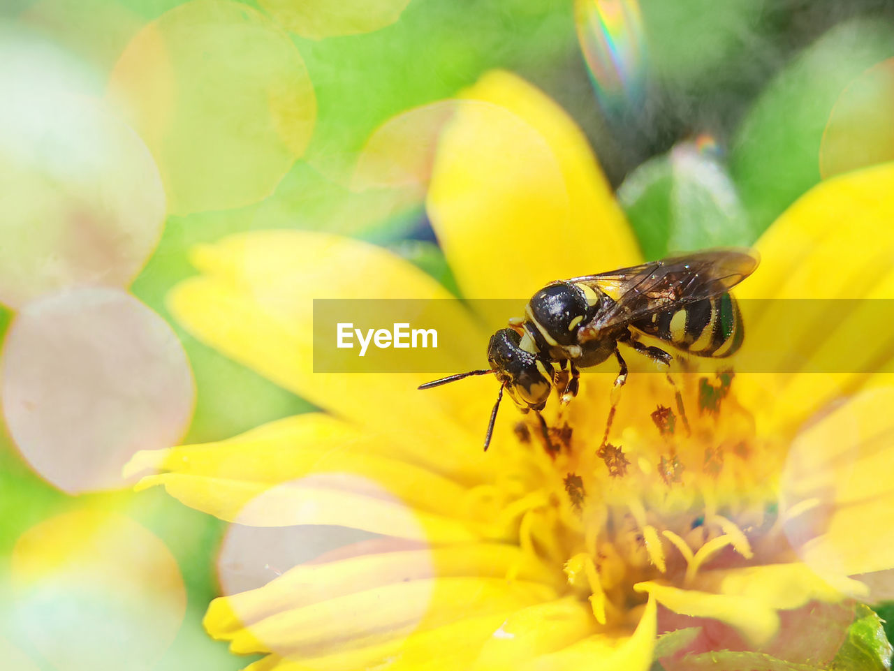 CLOSE-UP OF INSECT ON FLOWER