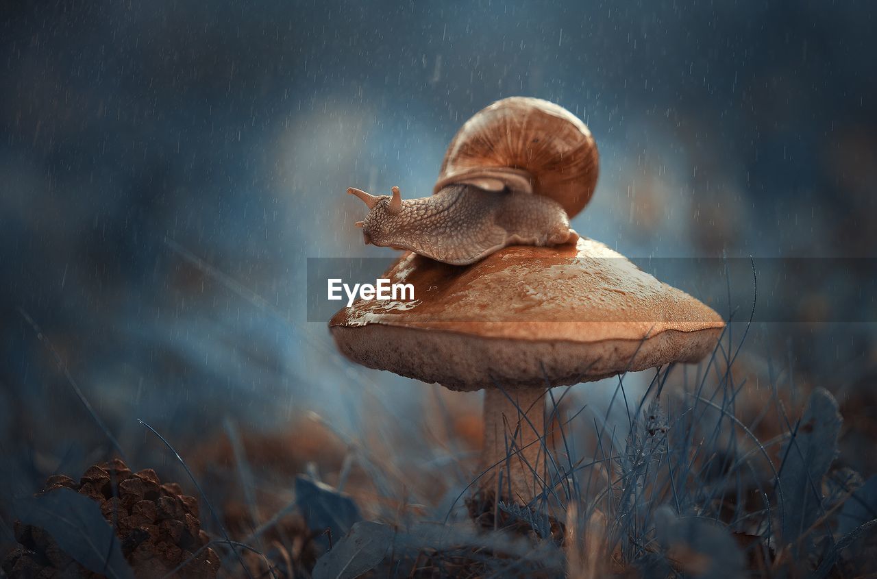 Close-up of snail on mushroom 