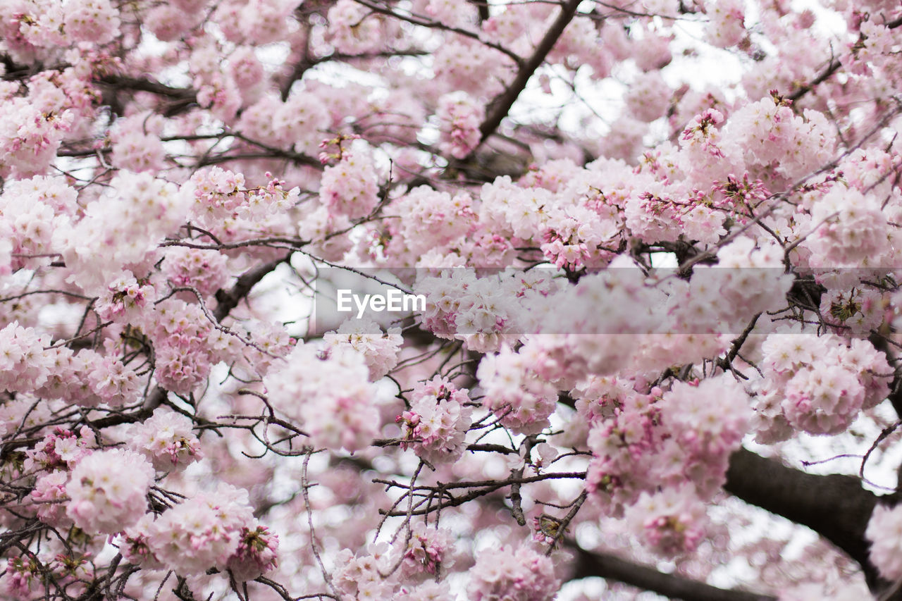 Full frame shot of cherry blossoms blooming on tree branches