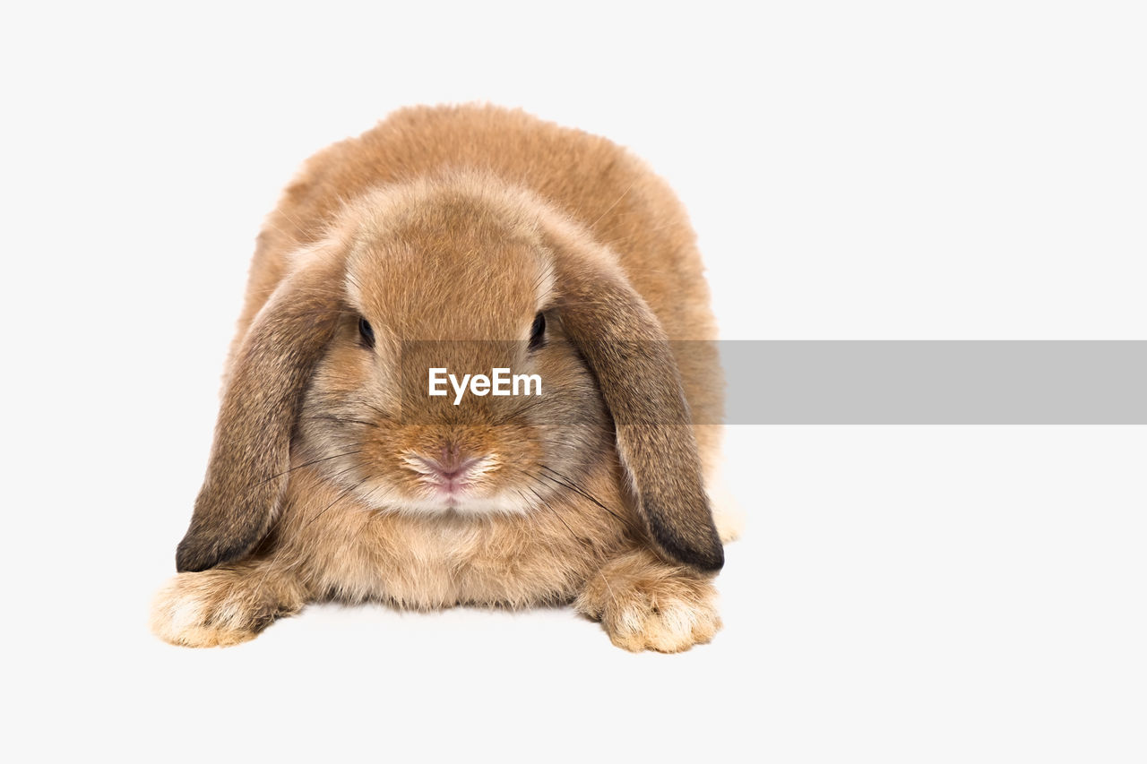 Close-up portrait of a white background