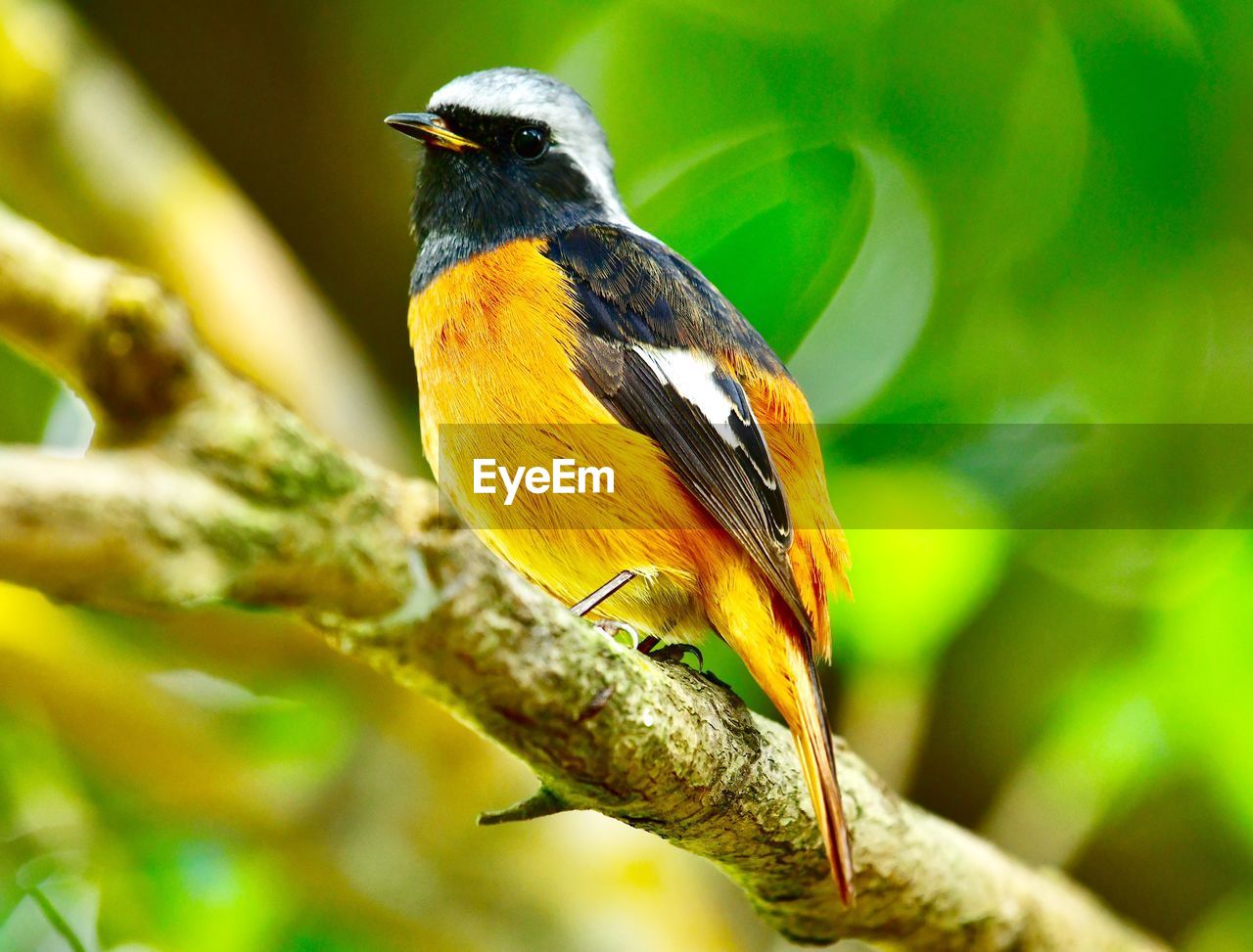 CLOSE-UP OF BIRD PERCHING ON TWIG