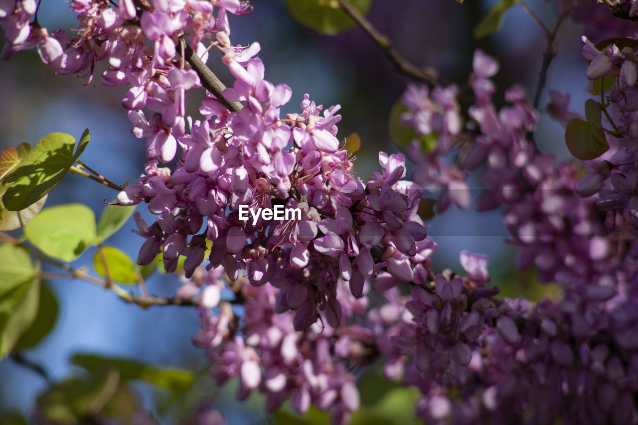 Close-up of purple flowering tree