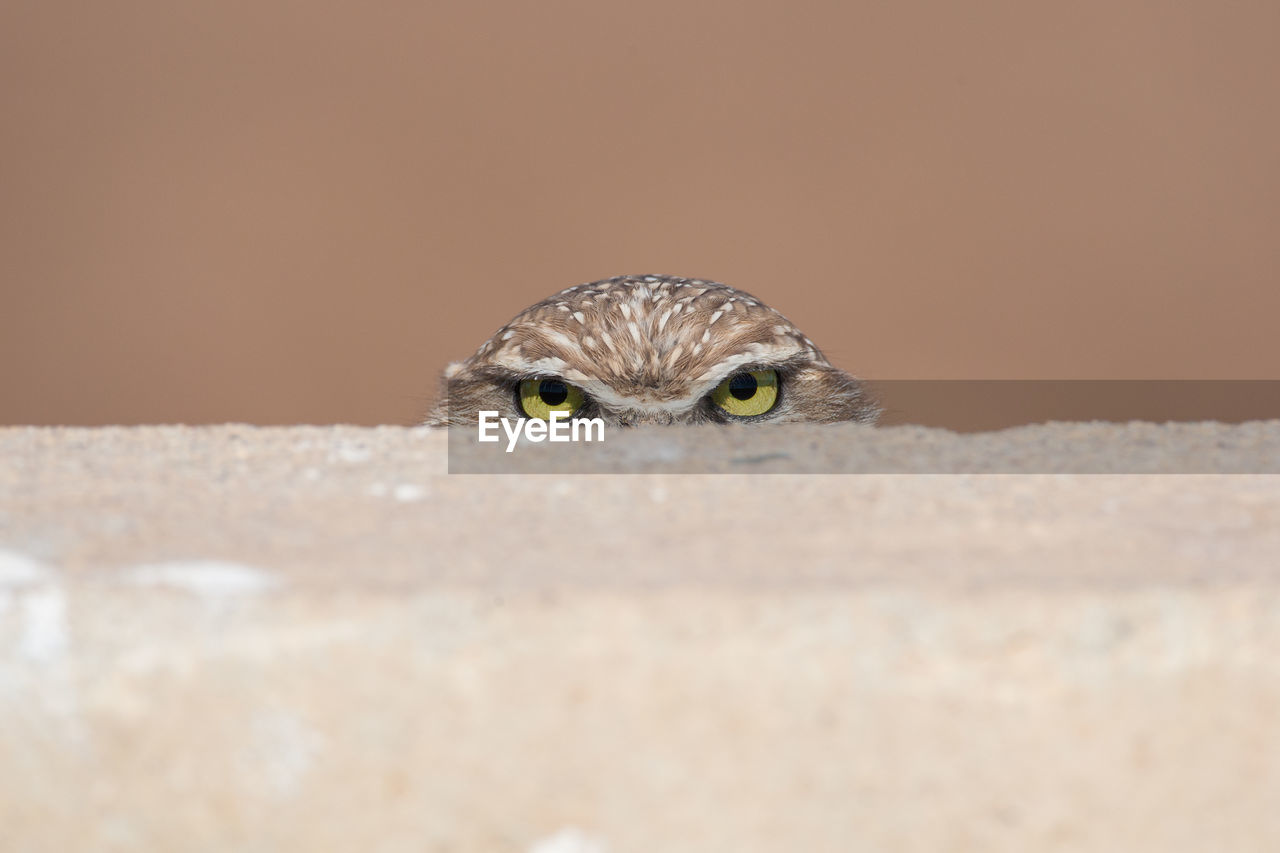 Owl peeking from behind a wall