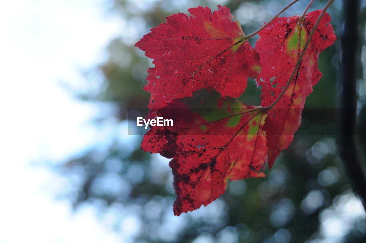 CLOSE-UP OF MAPLE LEAF ON BRANCH