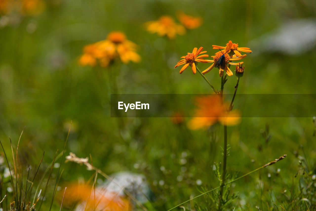 Close-up of flowers blooming on field