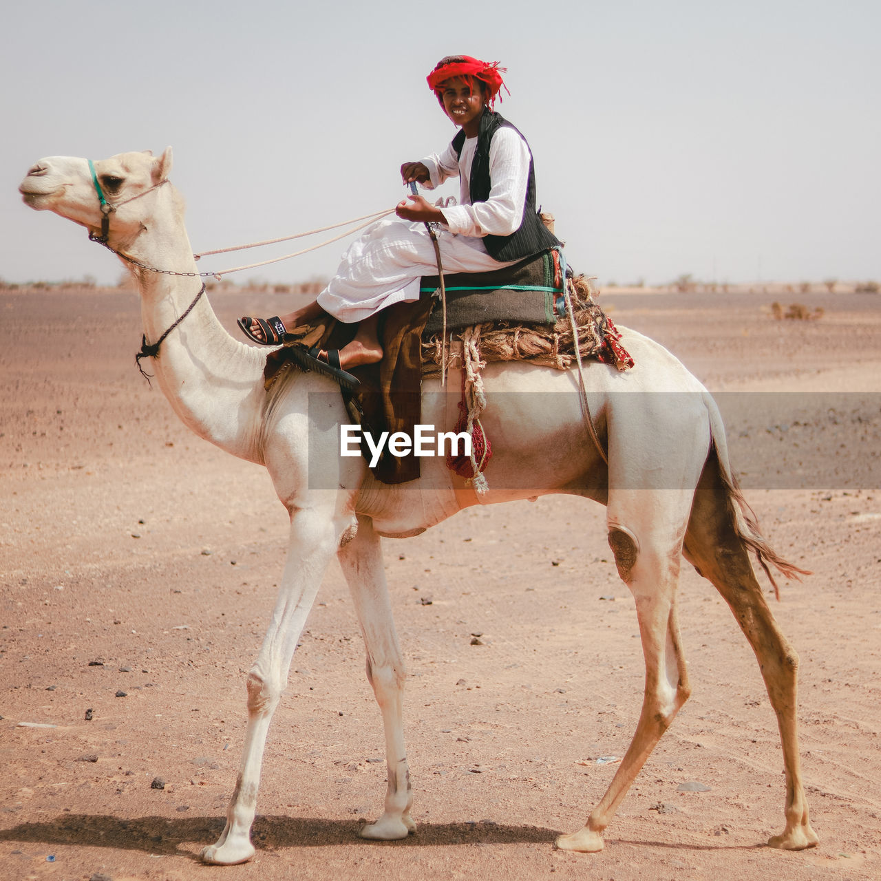 Side view of bedouin young man  riding camels on sand at desert