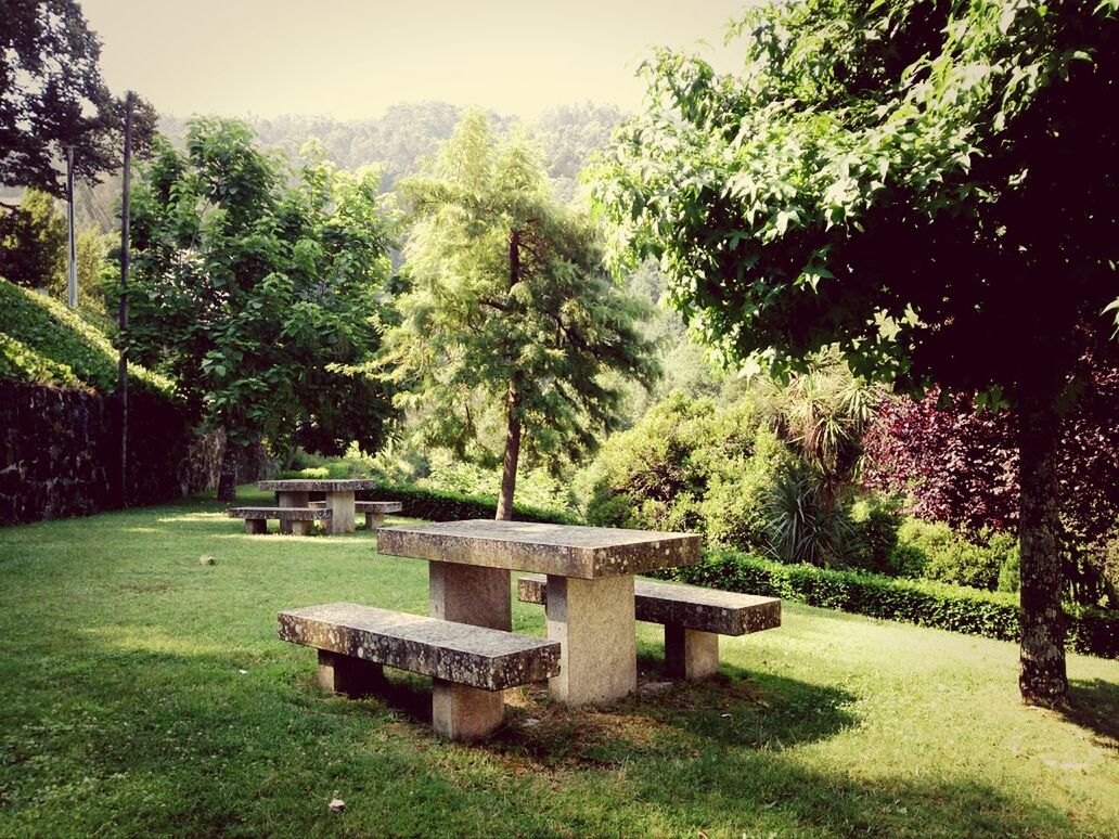 Benches on grassland against trees