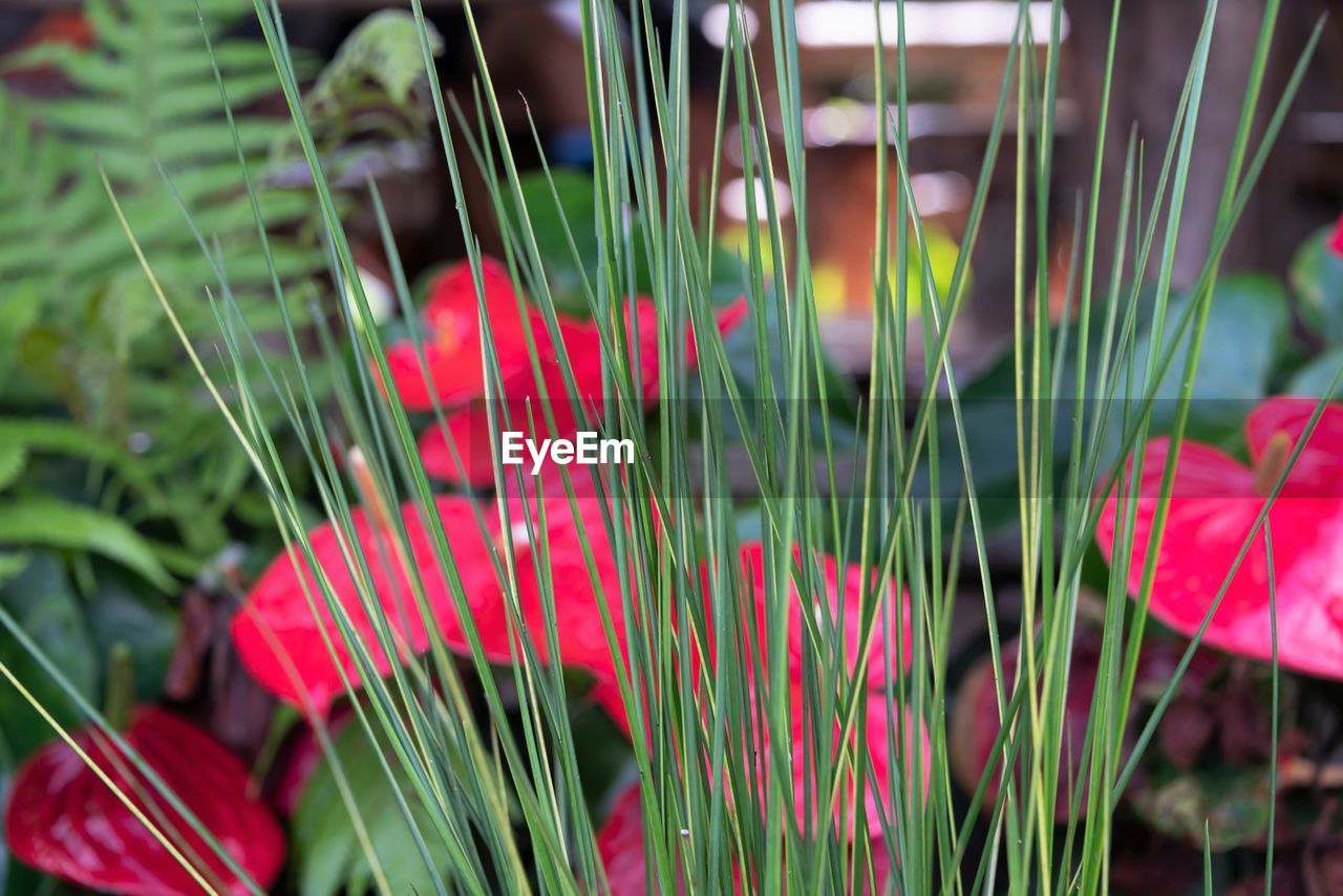 CLOSE-UP OF PINK FLOWERING PLANTS