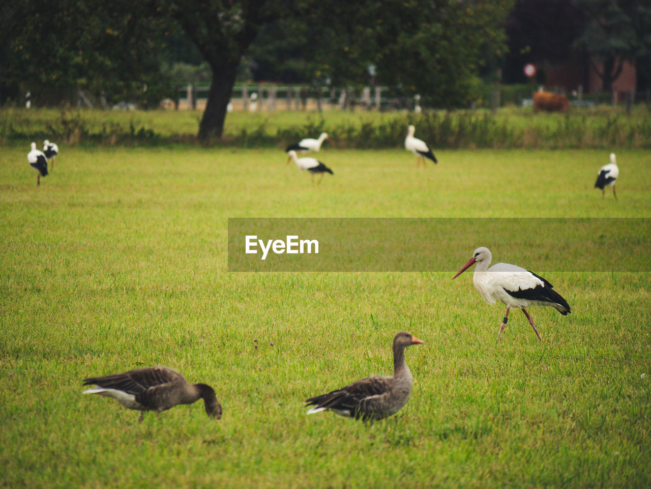 Geese and storks on grassy field