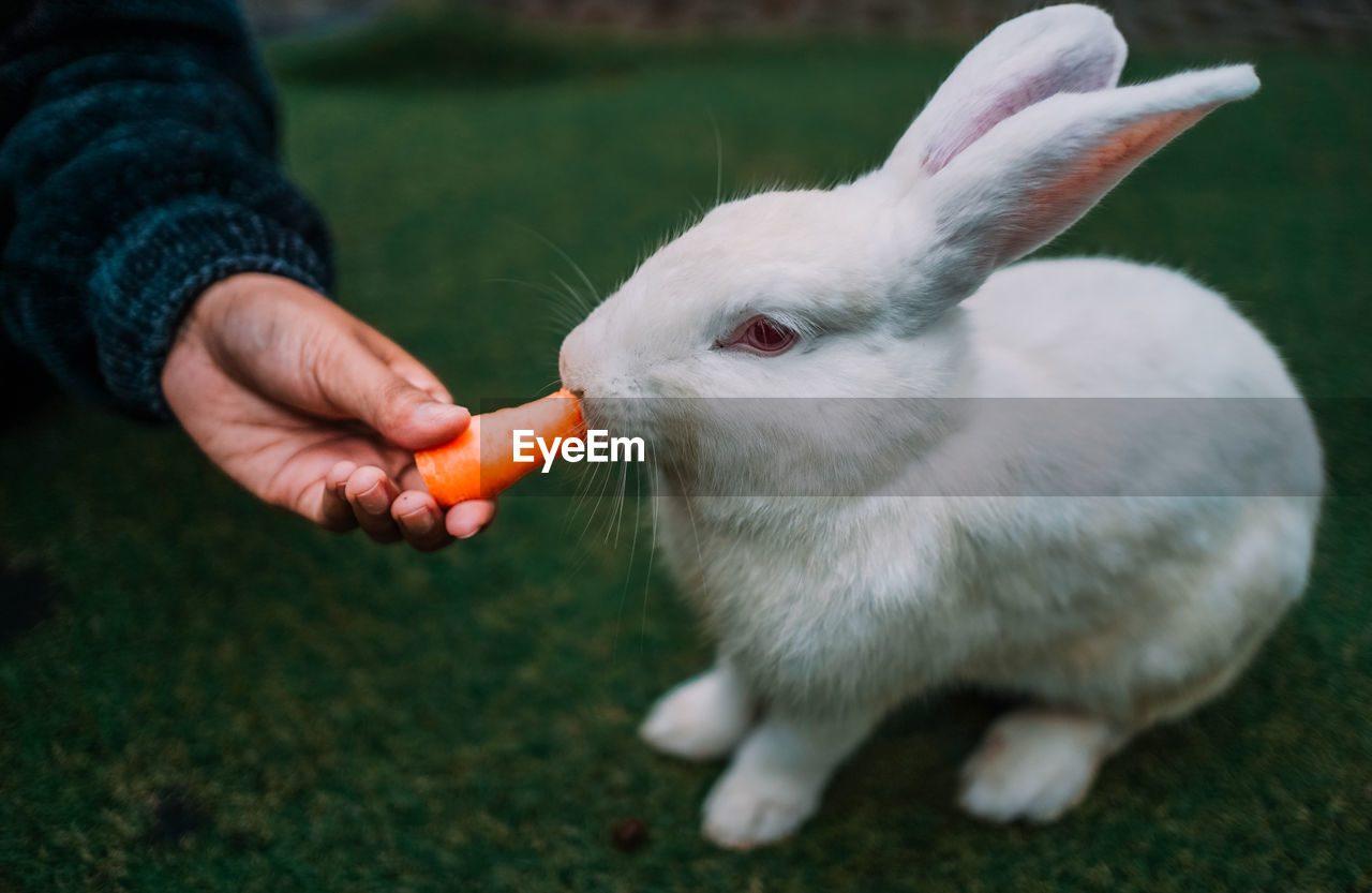 Making a rabbit eat a carrot