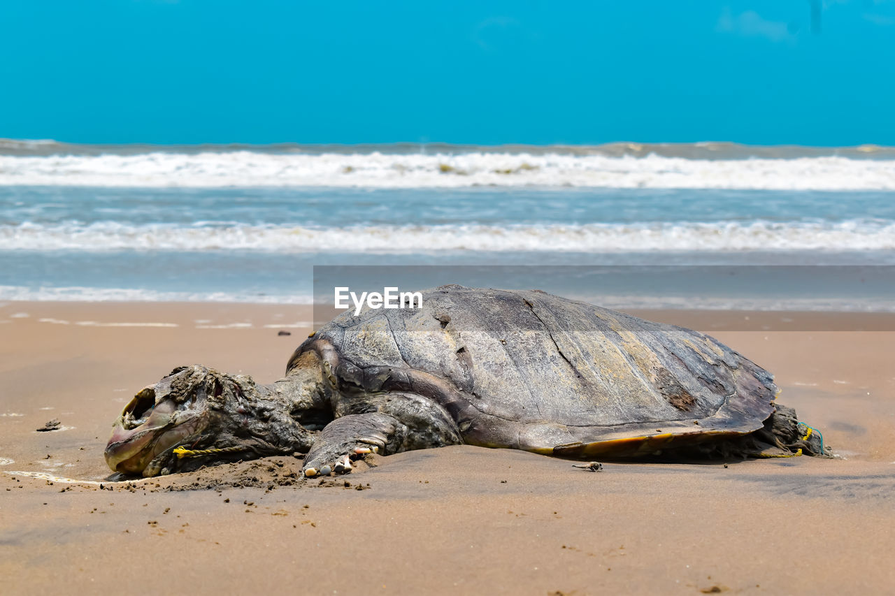 View of shells on beach