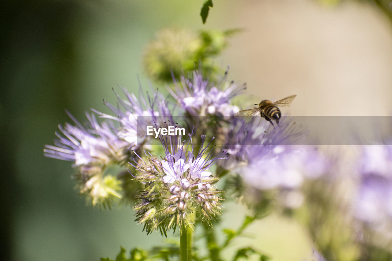 CLOSE-UP OF BEE POLLINATING ON FLOWER