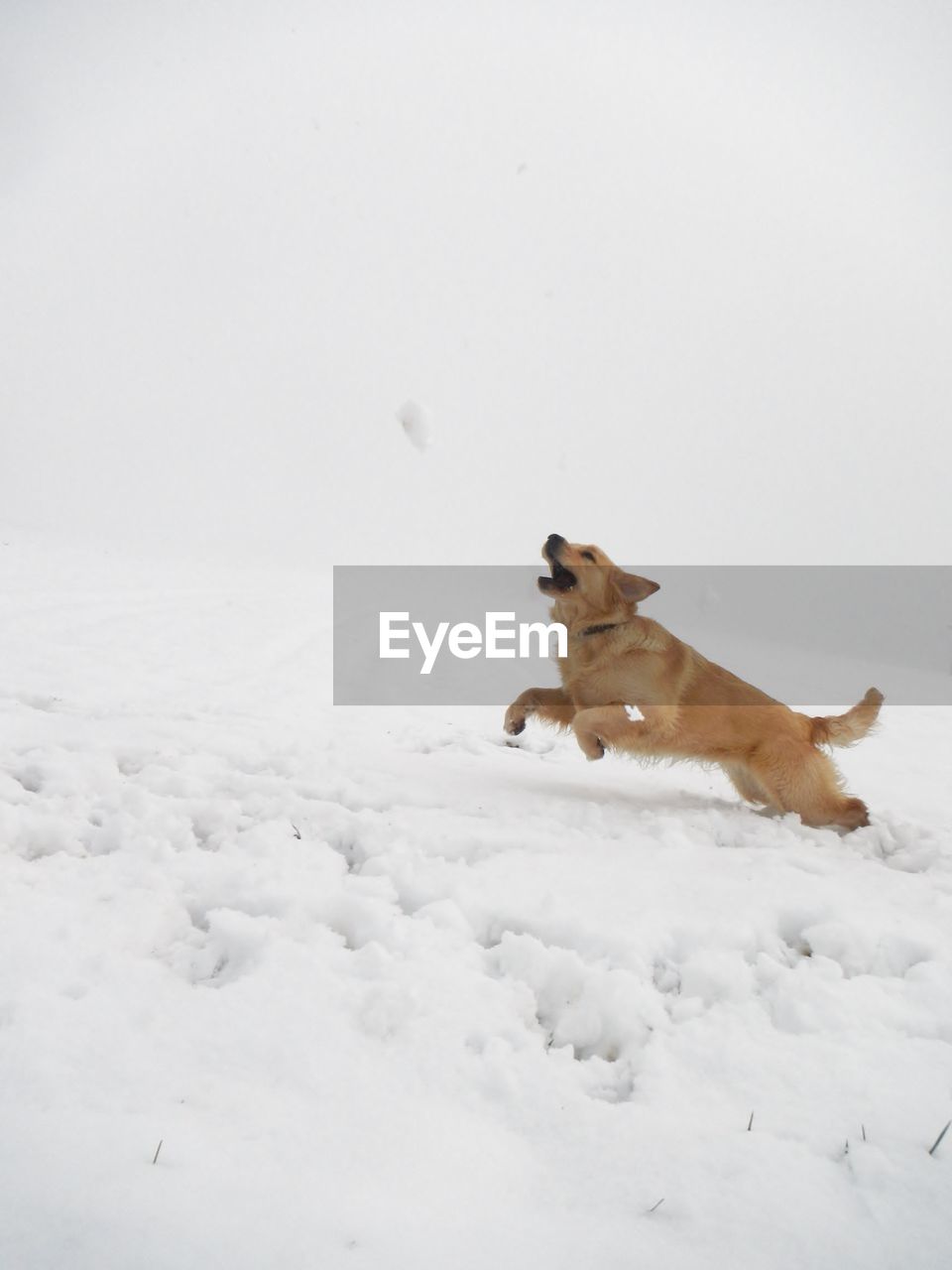 Golden retriever running on snow covered field