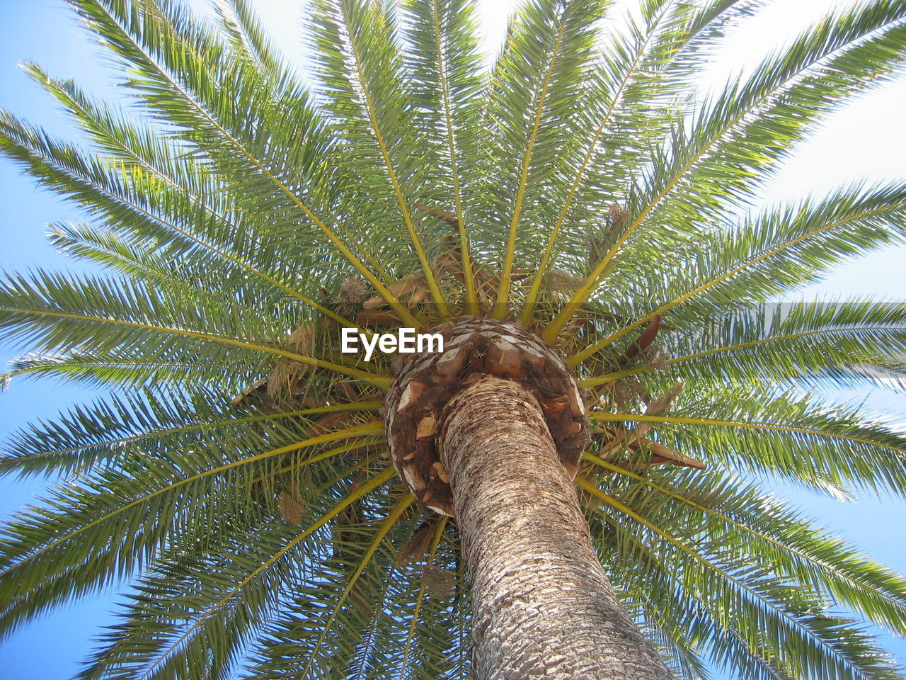 LOW ANGLE VIEW OF TREE AGAINST SKY