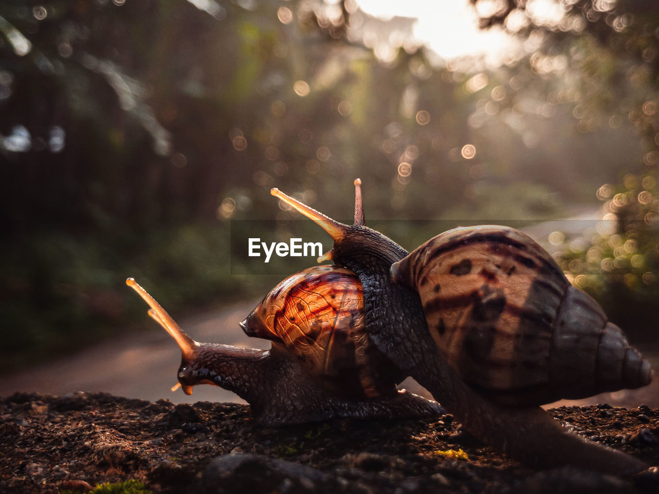 CLOSE-UP OF SNAIL ON GROUND