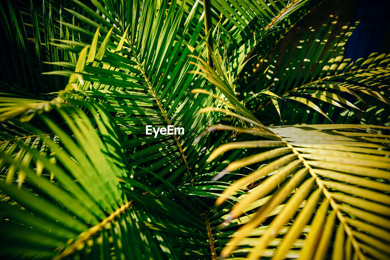 Close-up of palm tree leaves