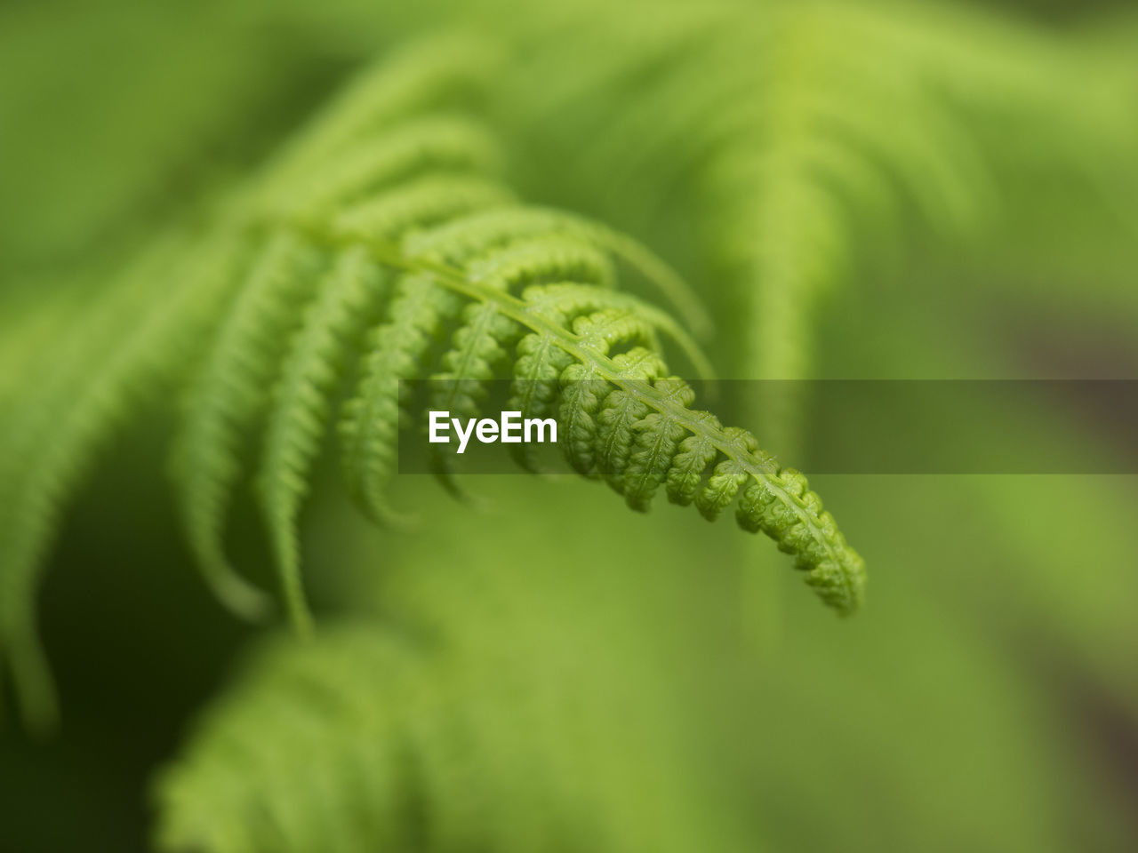 Close-up of fern leaves