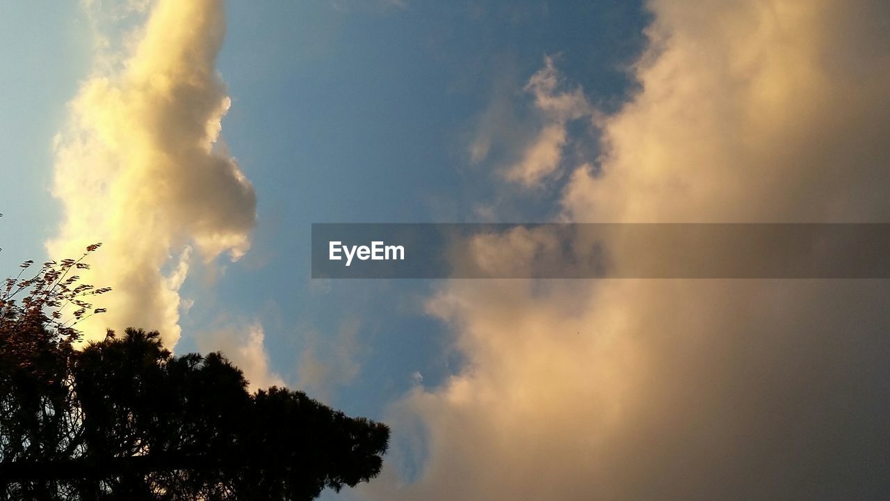 LOW ANGLE VIEW OF TREES AGAINST CLOUDY SKY