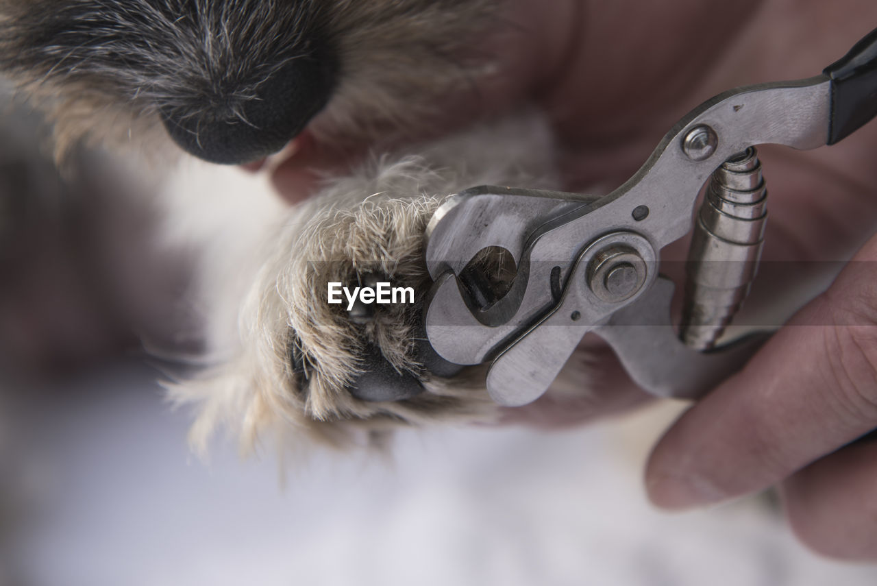 CLOSE-UP OF PERSON HAND HOLDING DOG