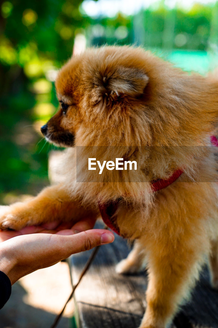 CLOSE-UP OF HAND HOLDING PUPPY