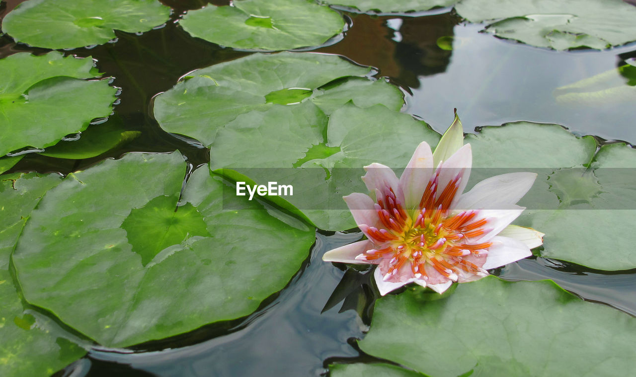 LOTUS WATER LILY IN POND