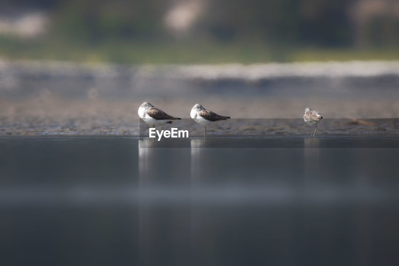 animal themes, animal, animal wildlife, bird, wildlife, water, reflection, nature, group of animals, morning, no people, selective focus, gull, lake, day, seabird, outdoors, two animals, beauty in nature