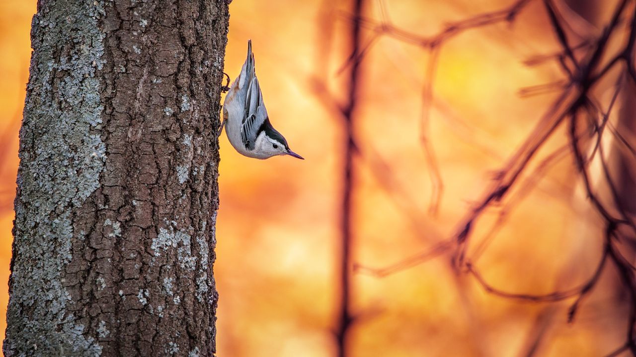 CLOSE-UP OF ORANGE BIRD ON TREE TRUNK