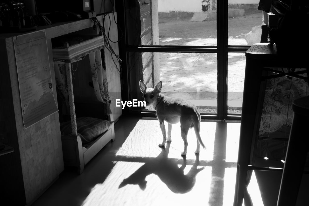 Small dog waiting in front of the french door