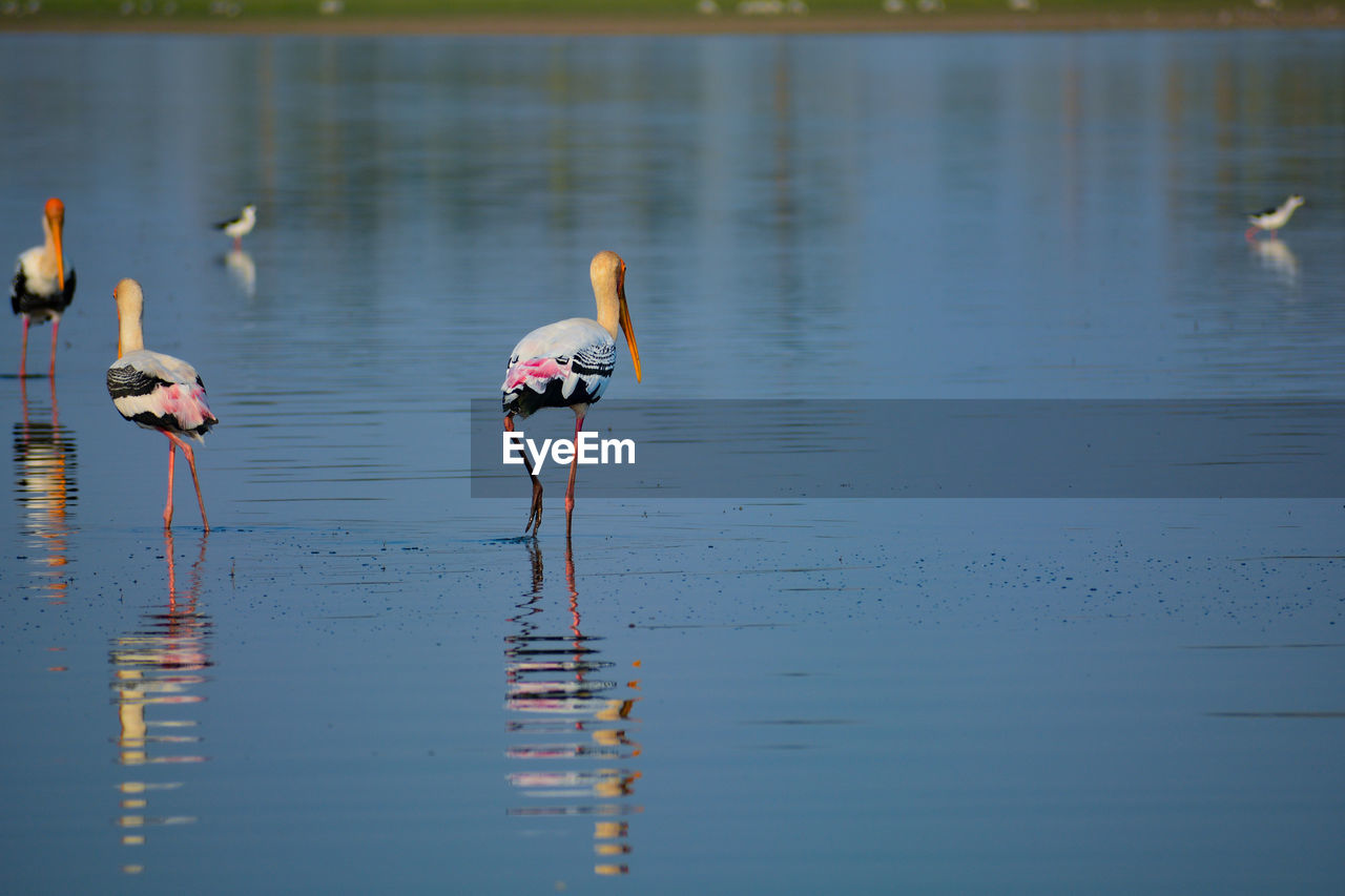 Painted stork birds in a lake