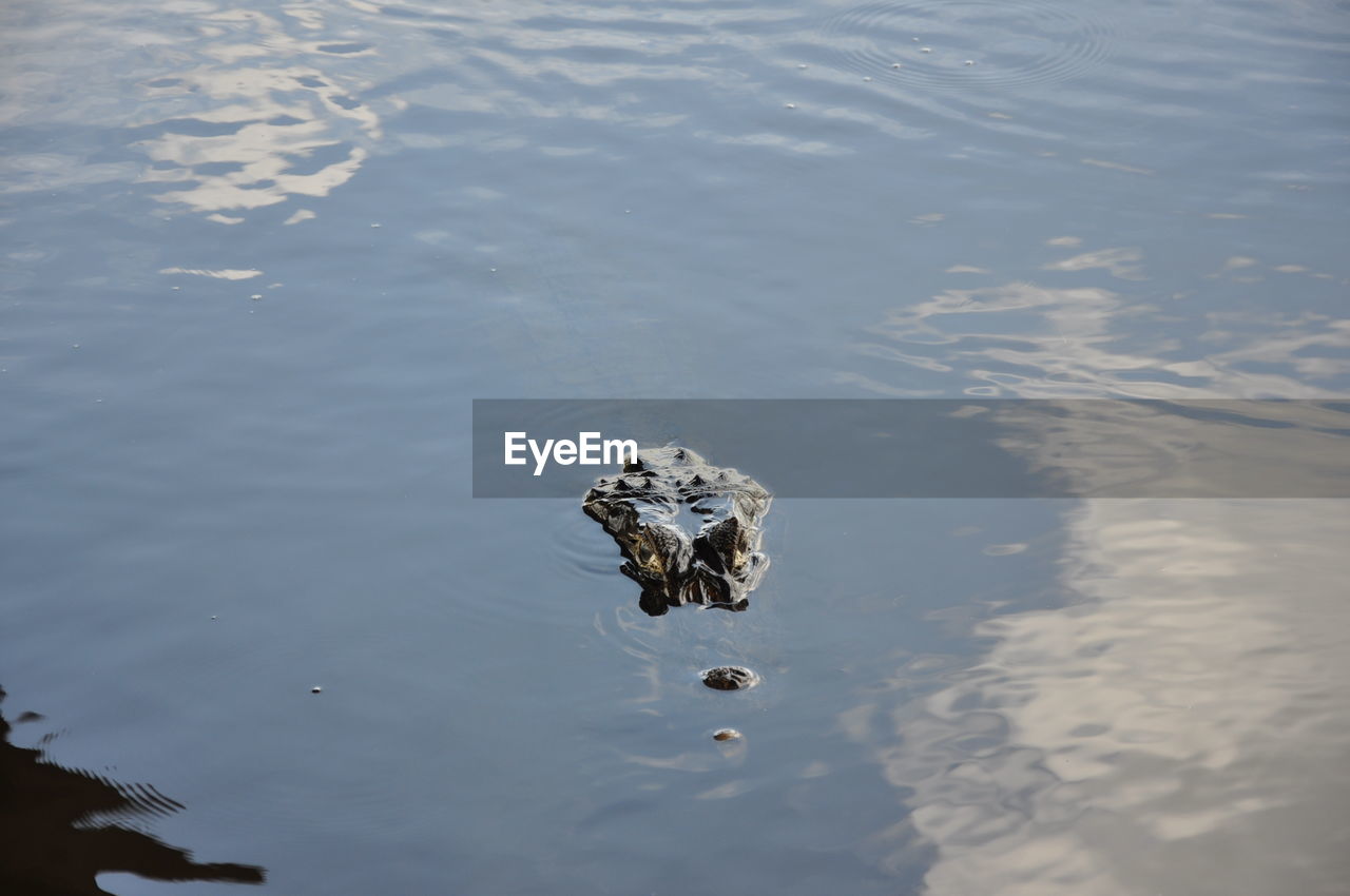 High angle view of crocodile swimming in lake