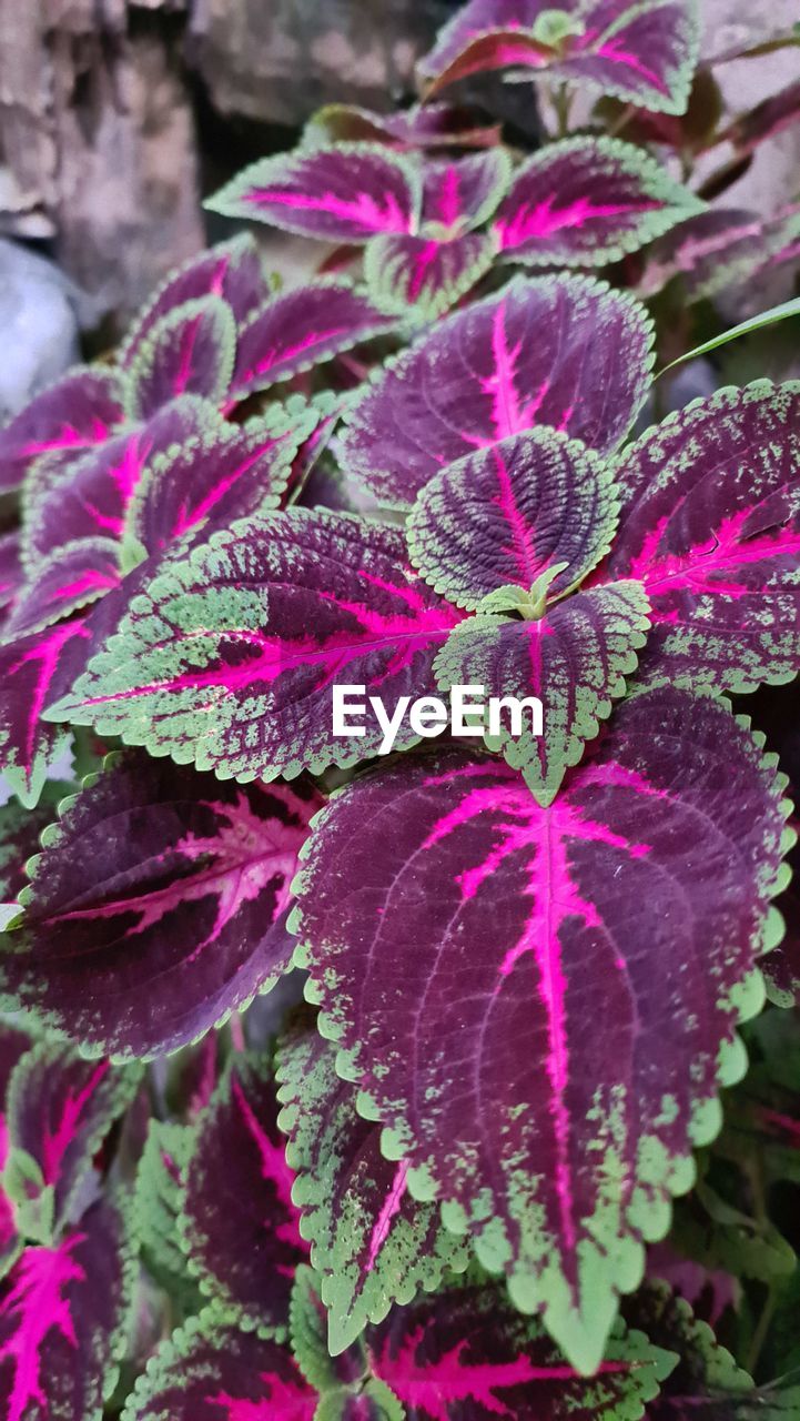 HIGH ANGLE VIEW OF PINK FLOWERING PLANTS