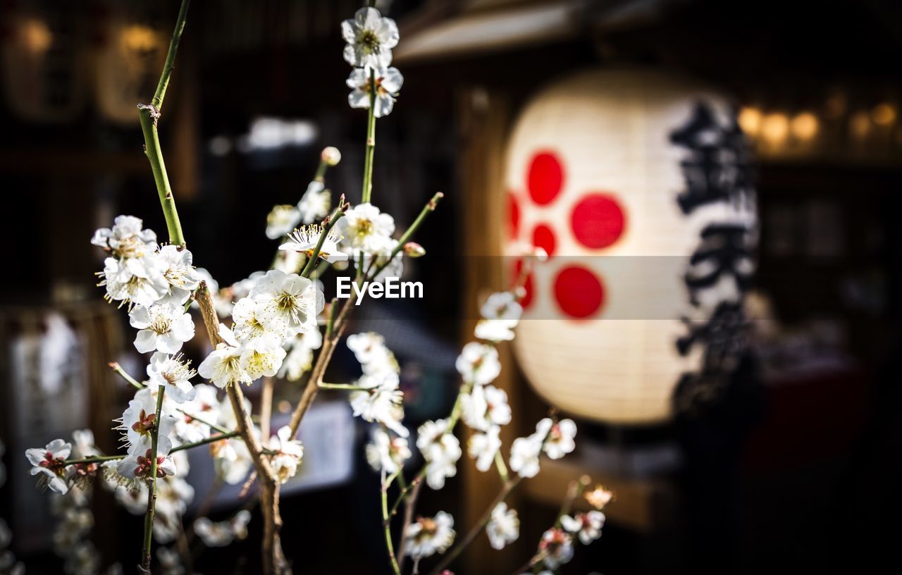 Close-up of cherry blossoms