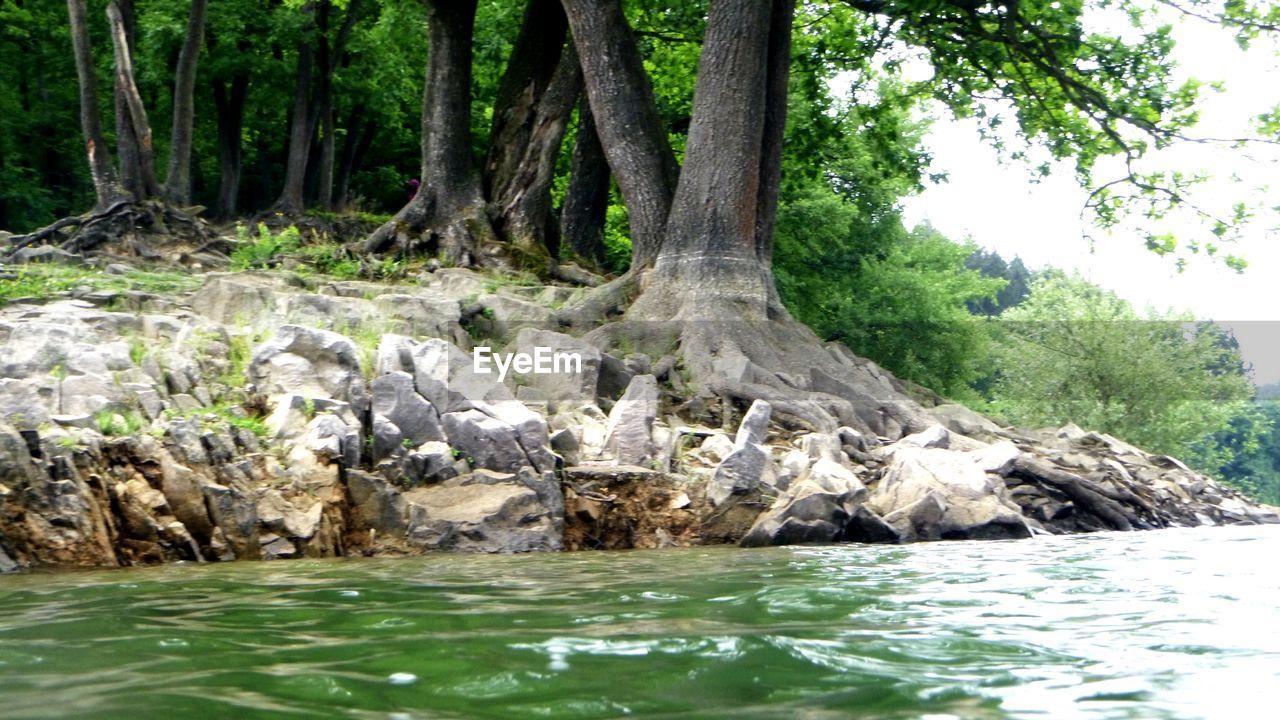 River flowing in forest