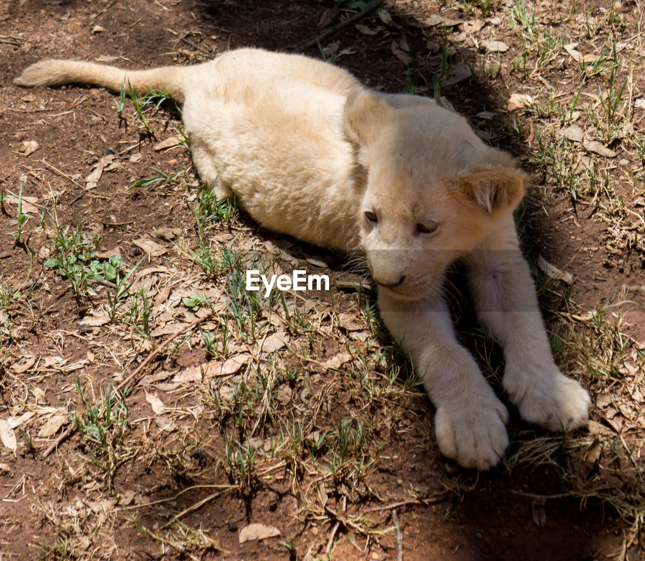 High angle view of lion cub on field