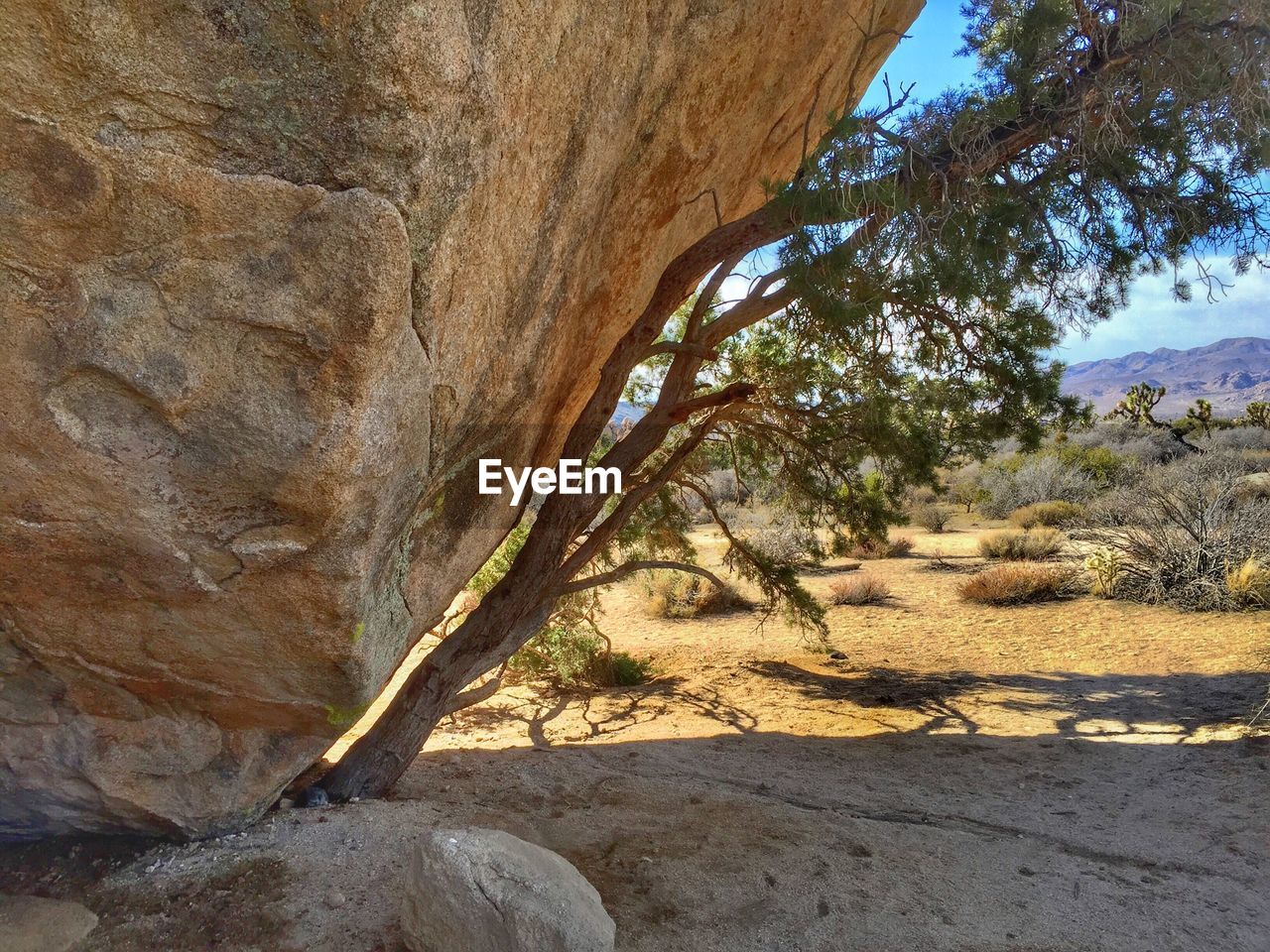 VIEW OF TREES ON ROCK FORMATIONS