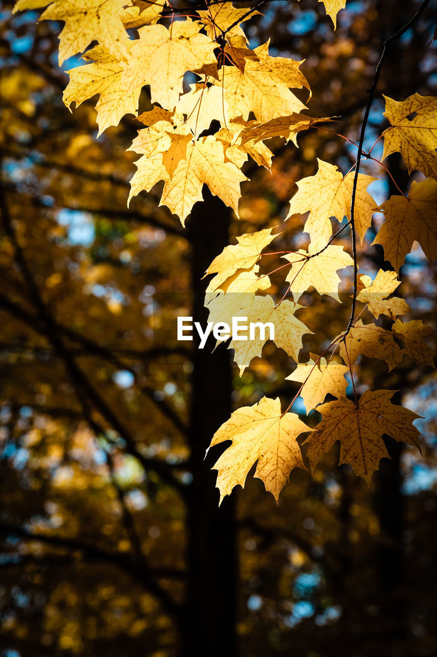 Low angle view of fresh leaves on tree during autumn